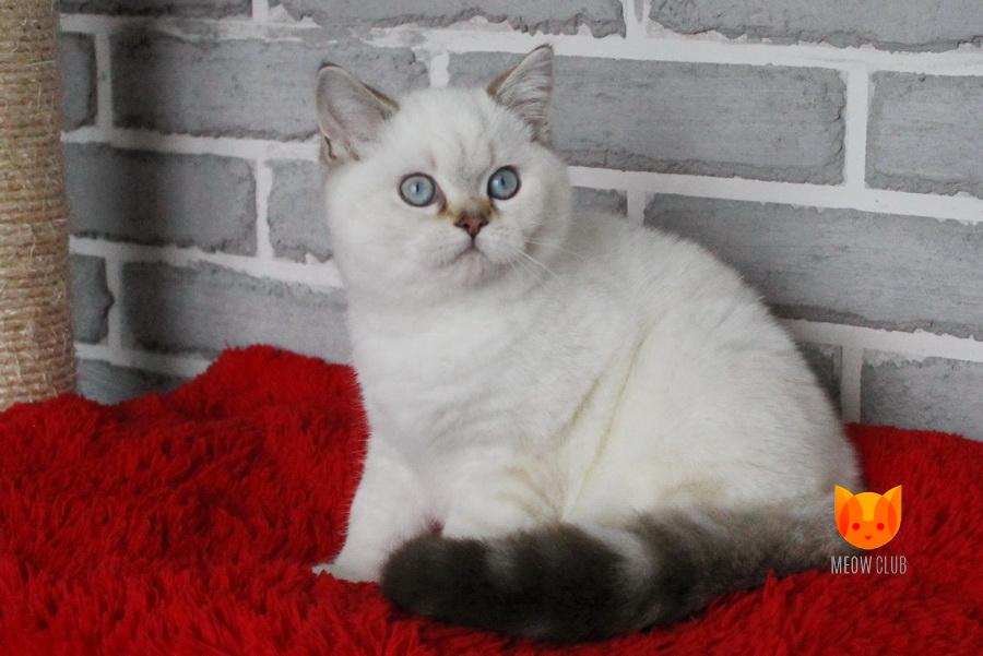 Gregory MeowClub *BY